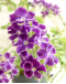 Duranta Purple Flowers with white edge