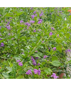 Duranta Purple Flowers with white edge