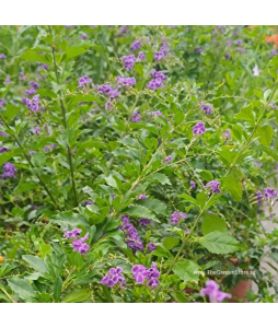 Duranta Purple Flowers with white edge