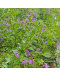 Duranta Purple Flowers with white edge