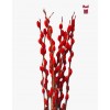 Colored Pussy Willow Preserved (1.75-1.80mH) Peeled 银柳
