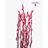 Colored Pussy Willow Preserved (1.75-1.80mH) Peeled 银柳