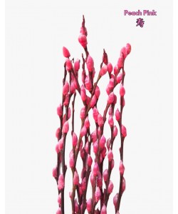 Colored Pussy Willow Preserved (1.75-1.80mH) Peeled 银柳