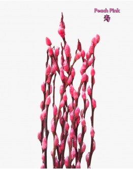 Colored Pussy Willow Preserved (1.75-1.80mH) Peeled 银柳