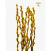 Colored Pussy Willow Preserved (1.75-1.80mH) Peeled 银柳