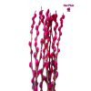 Colored Pussy Willow Preserved (1.75-1.80mH) Peeled 银柳