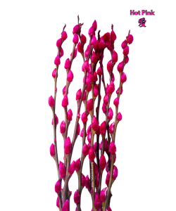 Colored Pussy Willow Preserved (1.75-1.80mH) Peeled 银柳