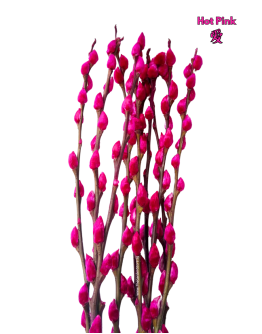 Colored Pussy Willow Preserved (1.75-1.80mH) Peeled 银柳