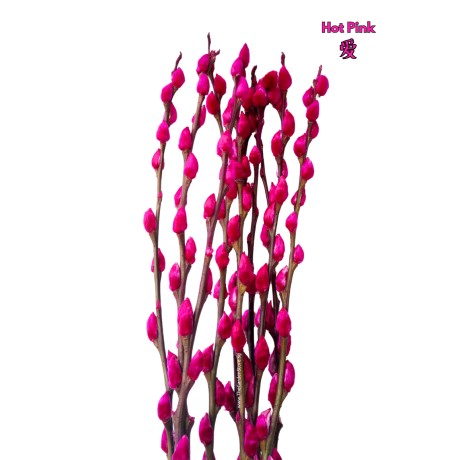 Colored Pussy Willow Preserved (1.75-1.80mH) Peeled 银柳