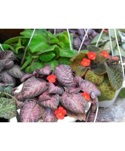 Episcia cupreata