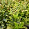 Euonymus japonicus 'Silver King' (Japanese Spindle)