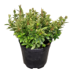Euonymus japonicus 'Silver King' (Japanese Spindle)