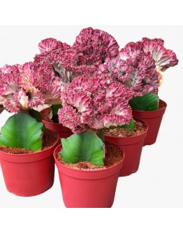 Euphorbia lactea 'Cristata'