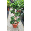 Ficus Microcarpa Bonsai S Shape in Cigno Pot