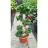 Ficus Microcarpa Bonsai S Shape