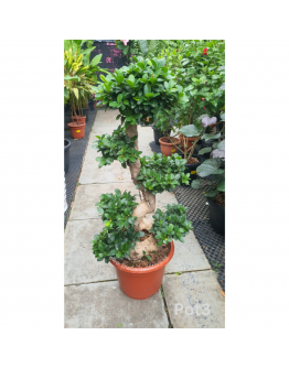 Ficus Microcarpa Bonsai S Shape in Cigno Pot