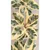 Ficus Elastica Tineke