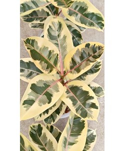 Ficus Elastica Tineke