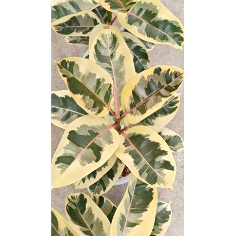 Ficus Elastica Tineke