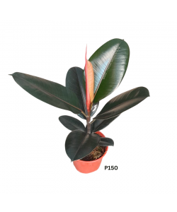 Ficus Elastica Black Prince 'Burgundy' 