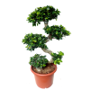 Ficus Microcarpa Bonsai S Shape
