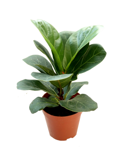 Ficus Lyrata 琴叶榕 Fiddle Leaf Fig