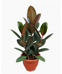 Ficus Elastica Green Rubber Fig One stem