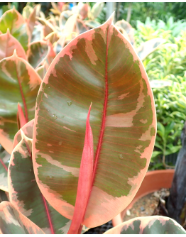 Ficus Elastica ‘Ruby Red’