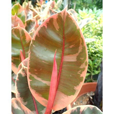 Ficus Elastica ‘Ruby Red’