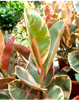 Ficus Elastica ‘Ruby Red’