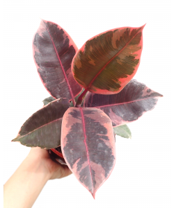 Ficus Elastica Belize Ruby