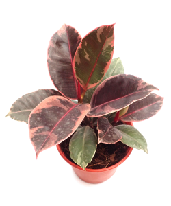 Ficus Elastica Belize Ruby