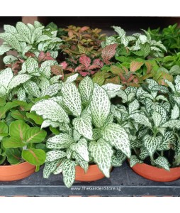 Fittonia Mosaic Plant 网纹草
