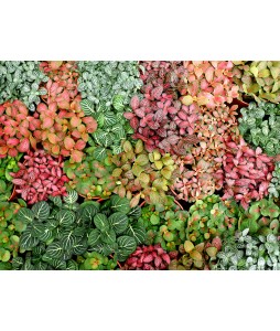 Fittonia Mosaic Plant 网纹草