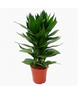 Guan Yin Fortune Bamboo 观音竹 (3 in 1) Potted