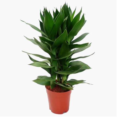 Guan Yin Fortune Bamboo 观音竹 (3 in 1) Potted