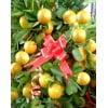 Four Season Lime (Malaysia) FREE Golden Pot Sleeve