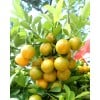 Four Season Lime (Malaysia) FREE Golden Pot Sleeve