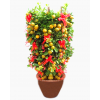 Four Season Lime (Malaysia) FREE Golden Pot Sleeve