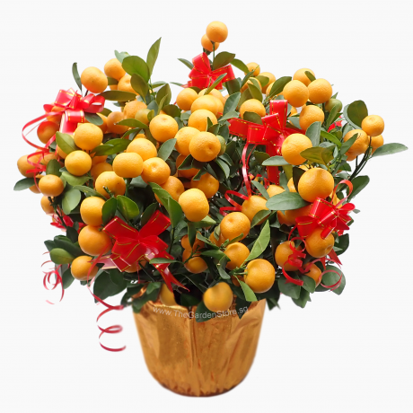 Four Season Orange 四季桔 potted CNY Plant (Free Golden Pot Sleeve)