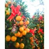 Four Season Orange 四季桔 potted CNY Plant (Free Golden Pot Sleeve)