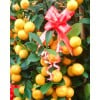 Four Season Orange 四季桔 potted CNY Plant (Free Golden Pot Sleeve)