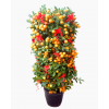 Four Season Orange 四季桔 potted CNY Plant (Free Golden Pot Sleeve)