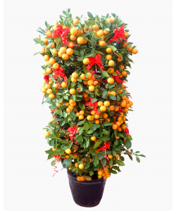 Four Season Orange 四季桔 potted CNY Plant (Free Golden Pot Sleeve)
