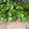 Frogs Joy Pennywort Plant 铜钱草