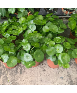 Frogs Joy Pennywort Plant 铜钱草