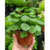 Frogs Joy Pennywort Plant 铜钱草