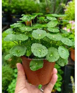 Frogs Joy Pennywort Plant 铜钱草
