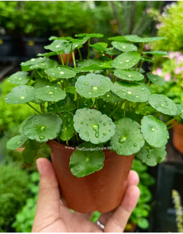 Frogs Joy Pennywort Plant 铜钱草