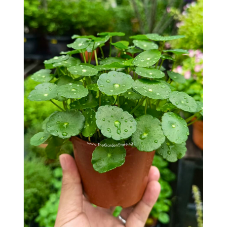 Frogs Joy Pennywort Plant 铜钱草